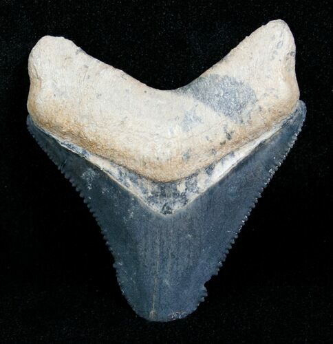 Bargain Bone Valley Megalodon Tooth #4191